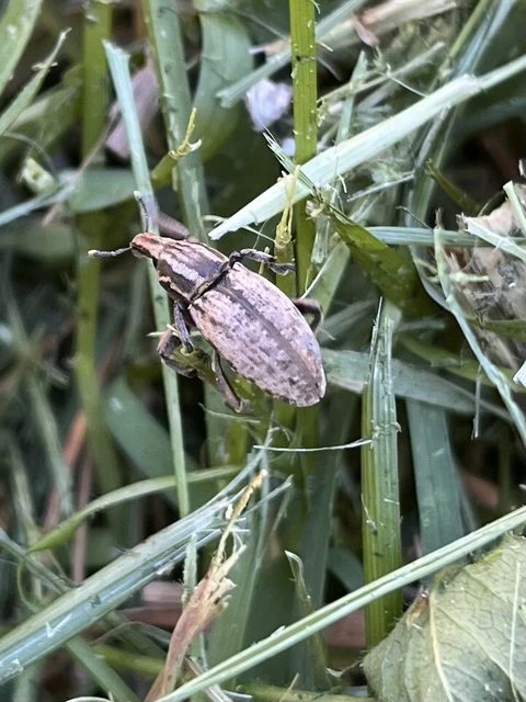Pseudocleonus cinereus - hamvas barkó