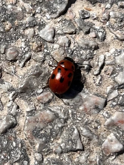 Gonioctena fornicata - közönséges lucernabogár