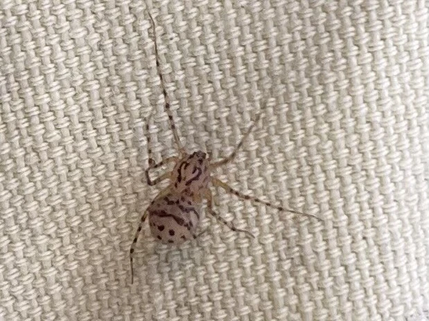 Scytodes thoracica - közönséges csupaszpók