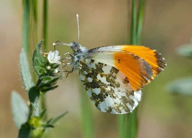 Anthocharis cardamines - hajnalpírlepke