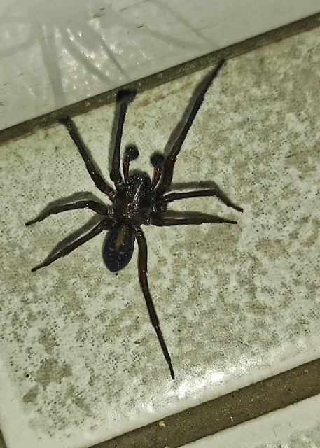Amaurobius ferox - nagy eretnekpók