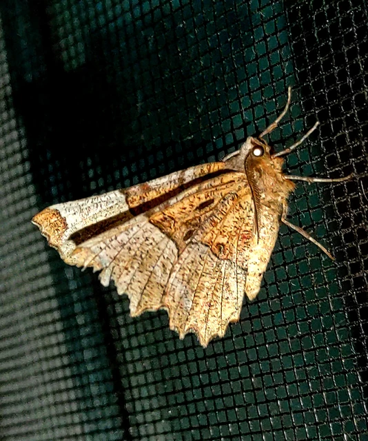 Selenia lunularia - egyfoltos holdasaraszoló