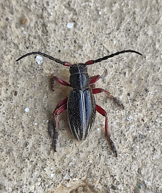 Dorcadion pedestre - kétsávos gyalogcincér Dorcadion pedestre - kétsávos gyalogcincér