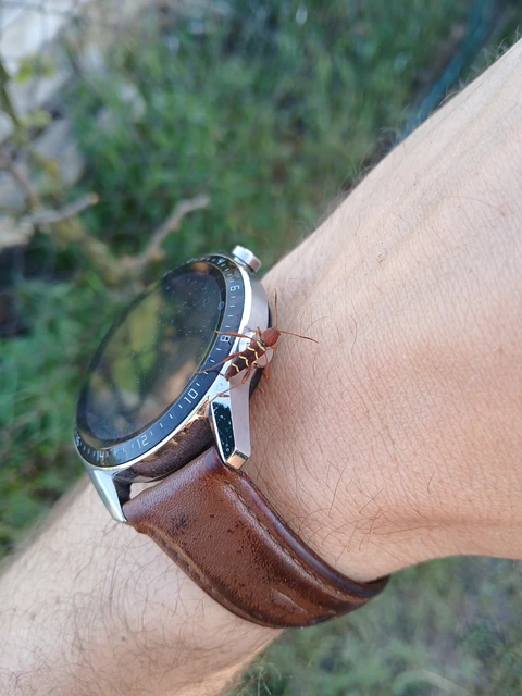 Neoclytus acuminatus - amerikai darázscincér