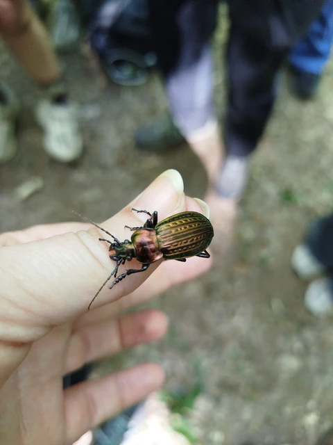 Carabus Carabus