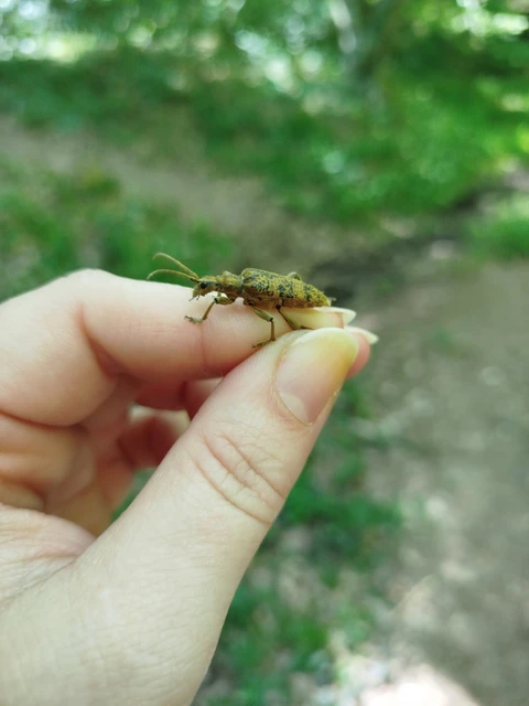 Rhagium sycophanta - tölgyes-tövisescincér