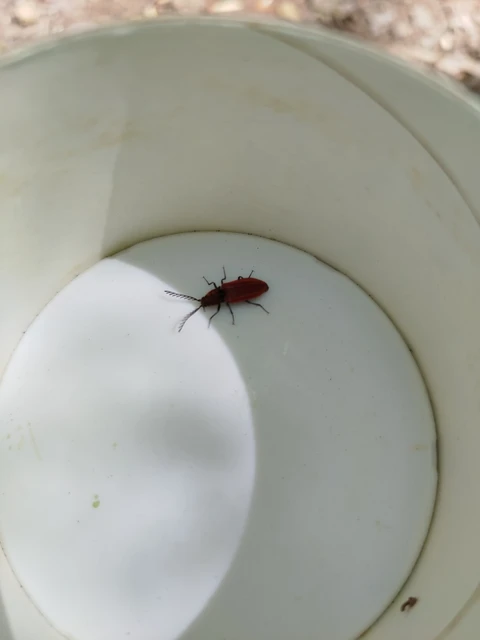 Anostirus purpureus - tűzvörös pattanó