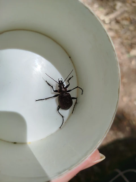 Calosoma inquisitor - kis bábrabló