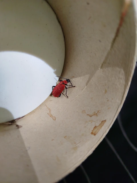 Pyrochroa coccinea - nagy bíborbogár