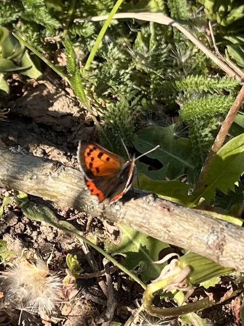 Lycaena phlaeas - közönséges tűzlepke