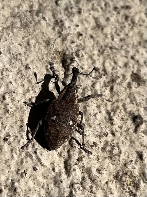 Lepyrus palustris - kétpettyes fűzormányos