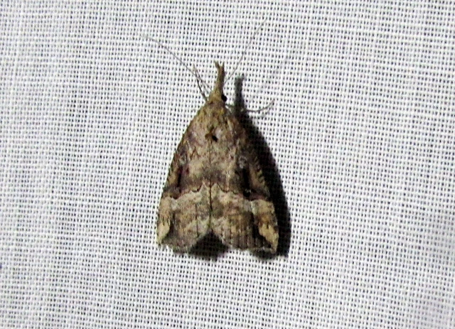Hypena rostralis - közönséges karcsúbagoly