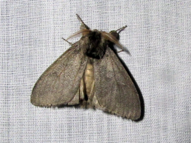 Calliteara pudibunda - hamvasszövő