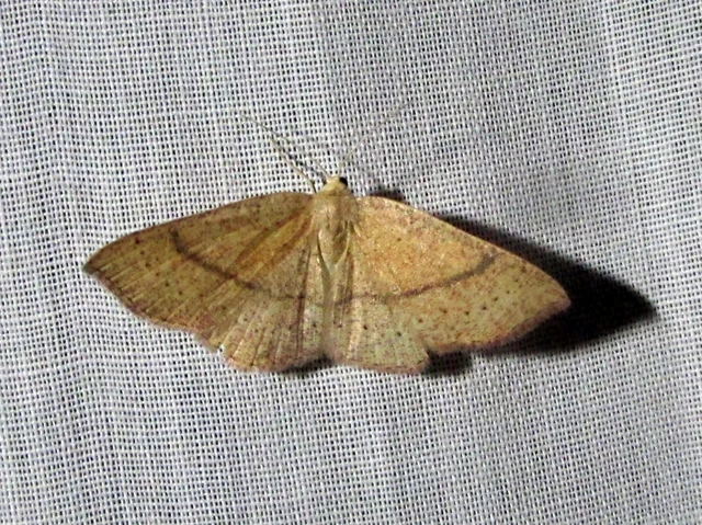 Cyclophora ruficiliaria - vörösrojtú pettyesaraszoló