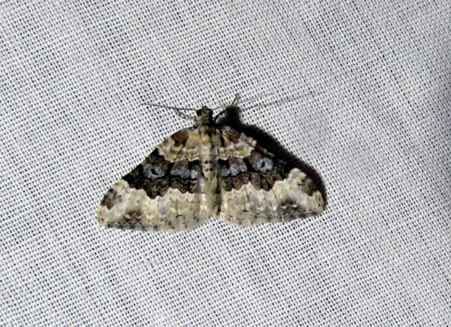 Epirrhoe galiata - sávos galajaraszoló