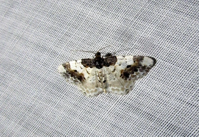 Ligdia adustata - barna levélaraszoló