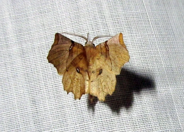 Selenia lunularia - egyfoltos holdasaraszoló
