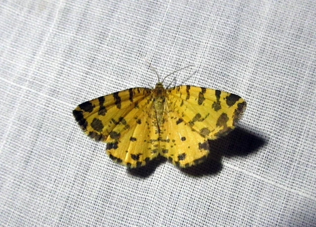Pseudopanthera macularia - párducfoltos araszoló