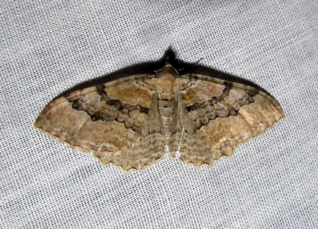 Hydria cervinalis - őzbarna araszoló