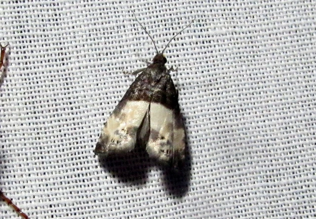 Notocelia cynosbatella - rózsahajtás-tükrösmoly