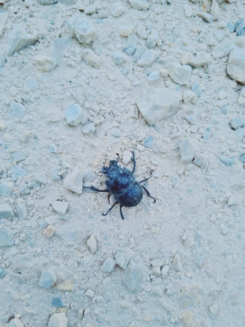 Lethrus apterus - nagyfejű csajkó