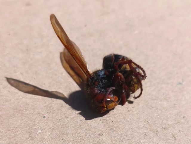 Vespa crabro - lódarázs