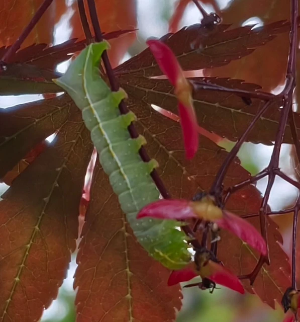 Amphipyra pyramidea - fahéjszínű bagoly