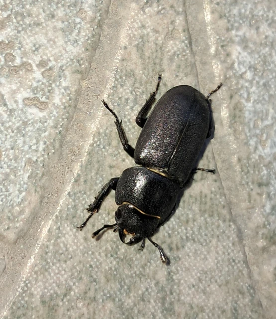 Dorcus parallelipipedus - kis szarvasbogár