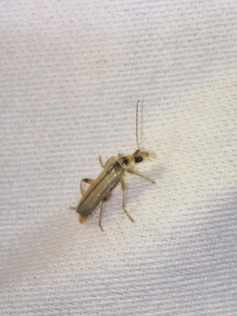Metacantharis clypeata - tavaszi lágybogár
