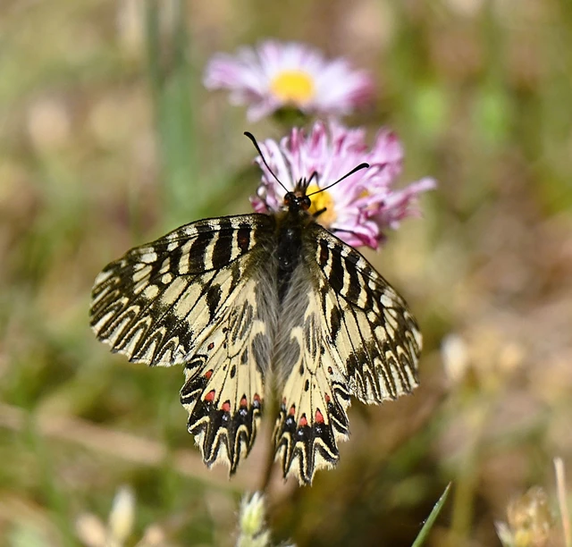 Zerynthia polyxena - farkasalmalepke