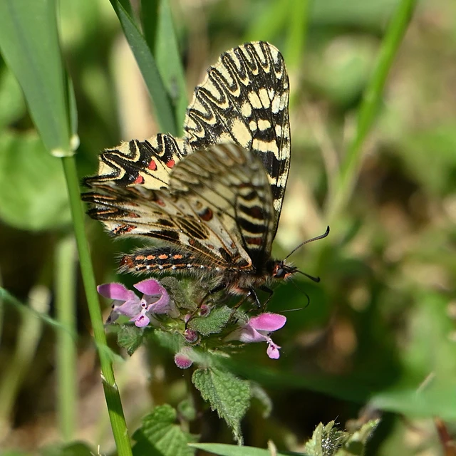 Zerynthia polyxena - farkasalmalepke