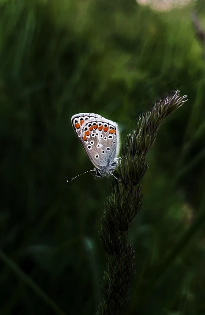 Aricia agestis - szerecsenboglárka