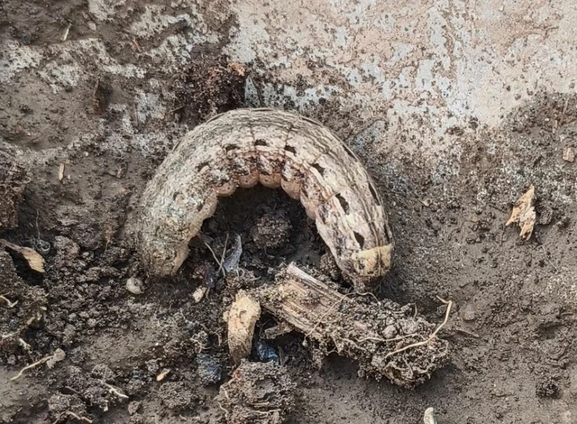Noctua pronuba - nagy sárgafűbagoly