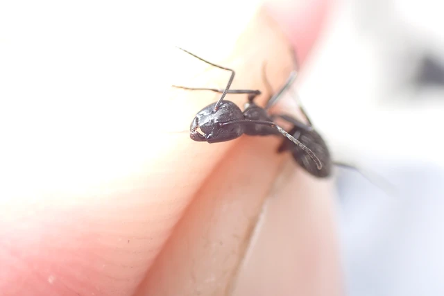 Camponotus vagus - fekete lóhangya