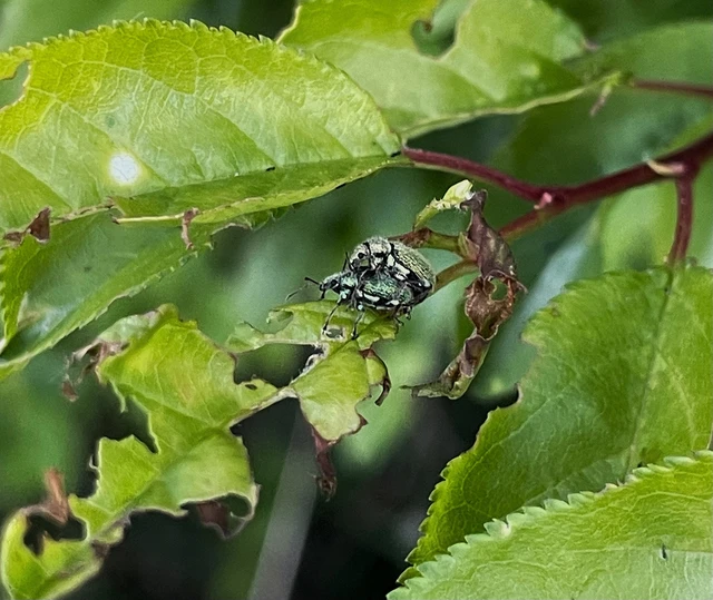 Coleoptera - Bogarak
