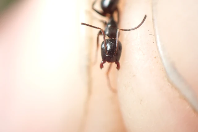 Camponotus fallax - ligeti lóhangya