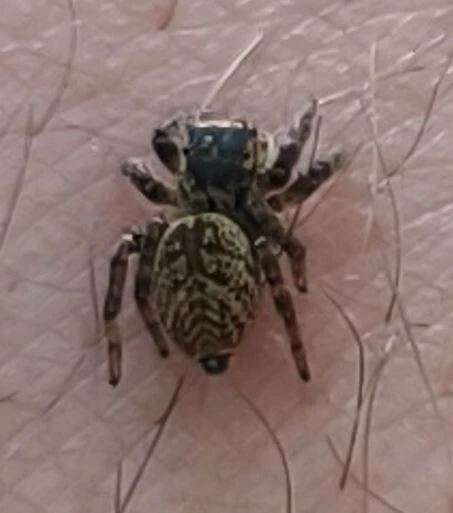 Carrhotus xanthogramma - rozsdás ugrópók