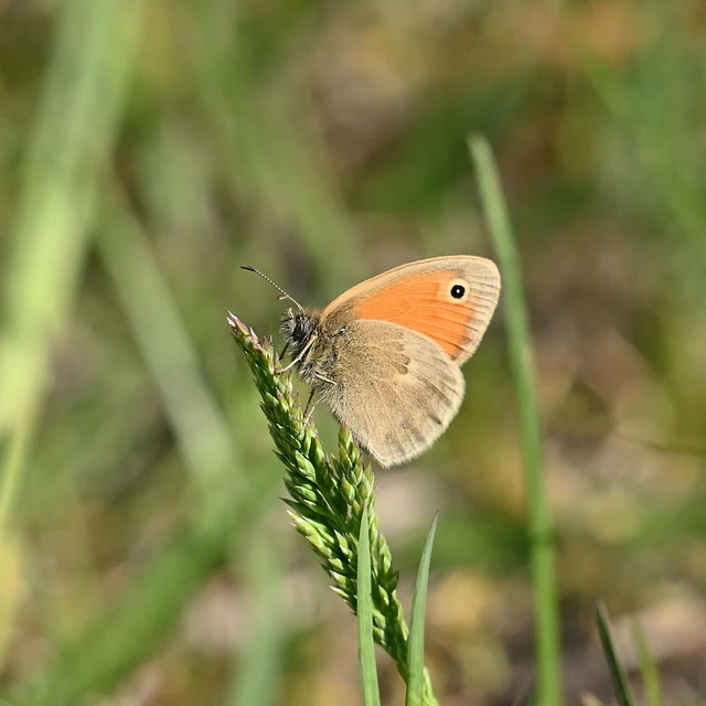Coenonympha pamphilus - kis szénalepke
