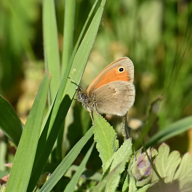 Coenonympha pamphilus - kis szénalepke