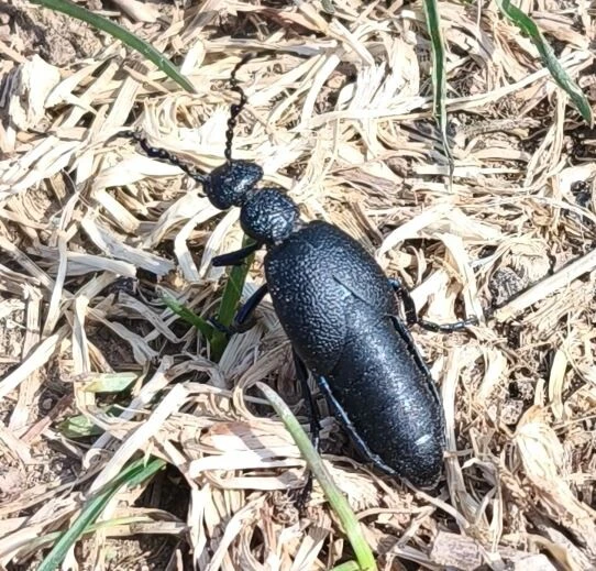 Meloe proscarabaeus - közönséges nünüke