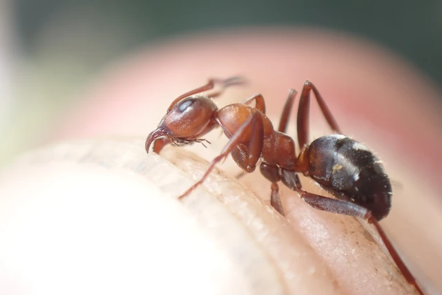 Formica rufibarbis - vörös rabszolgahangya