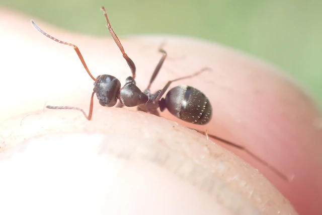 Formica fusca - kormos rabszolgahangya