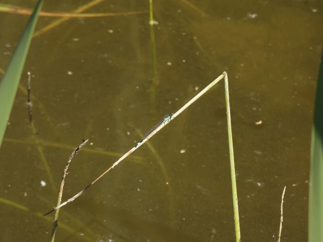 Ischnura elegans pontica - kéköves légivadász