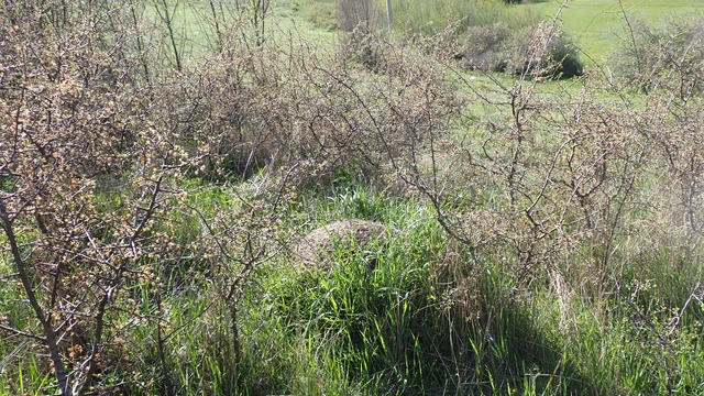 Formica pratensis - réti vöröshangya