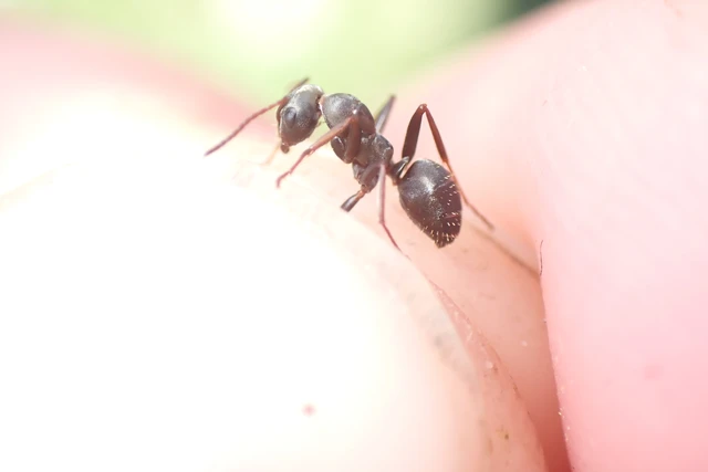 Formica fusca - kormos rabszolgahangya
