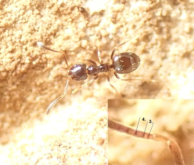 Plagiolepis pygmaea - lapos törpehangya