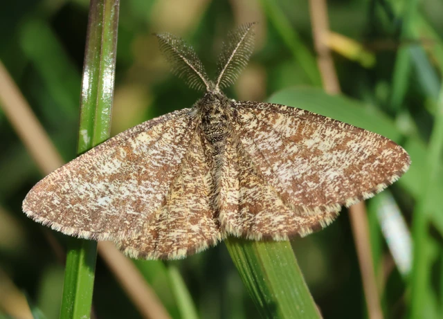 Ematurga atomaria - barna rétiaraszoló