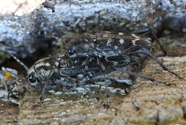Xylotrechus rusticus - egérszínű darázscincér Xylotrechus rusticus - egérszínű darázscincér
