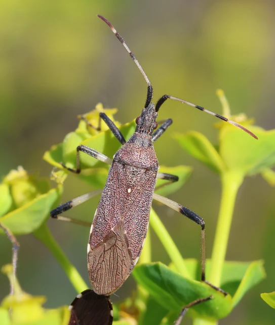 Dicranocephalus albipes - kutyatej-karimáspoloska