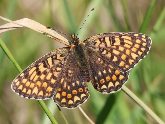 Melitaea phoebe - nagy tarkalepke